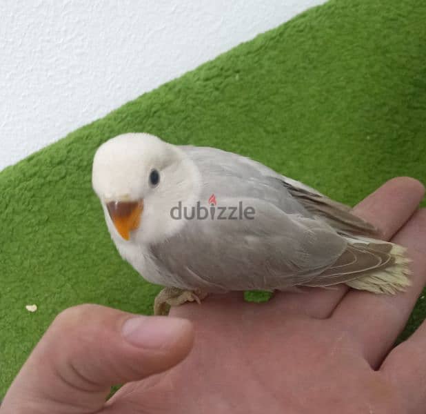 فراخ روز اوبلاين وألبينو    opaline and albino love birds 4