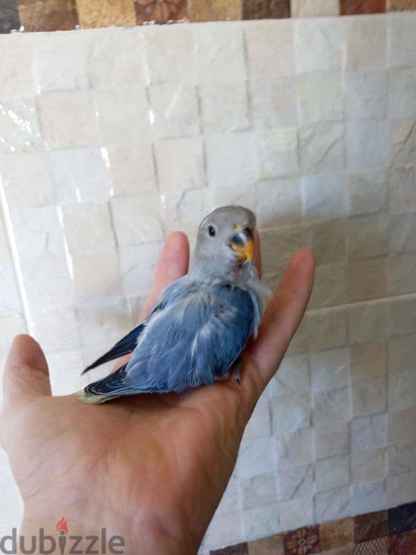 فراخ روز اوبلاين وألبينو    opaline and albino love birds 5