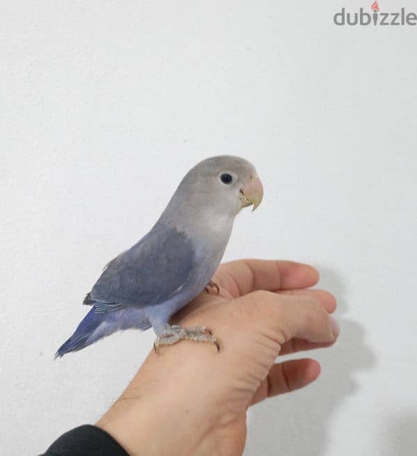 فراخ روز اوبلاين وألبينو    opaline and albino love birds 6