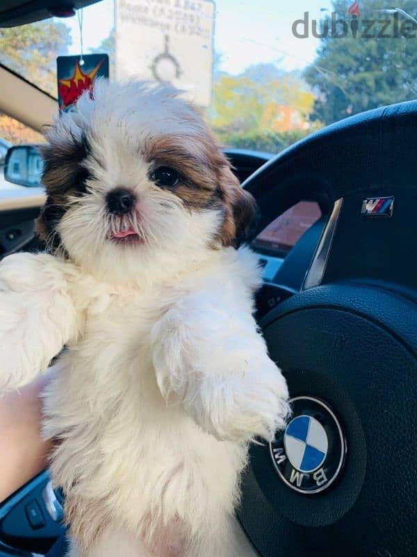 Charming Shih tzu Puppies Available/Dog/Delivery/Imported 0