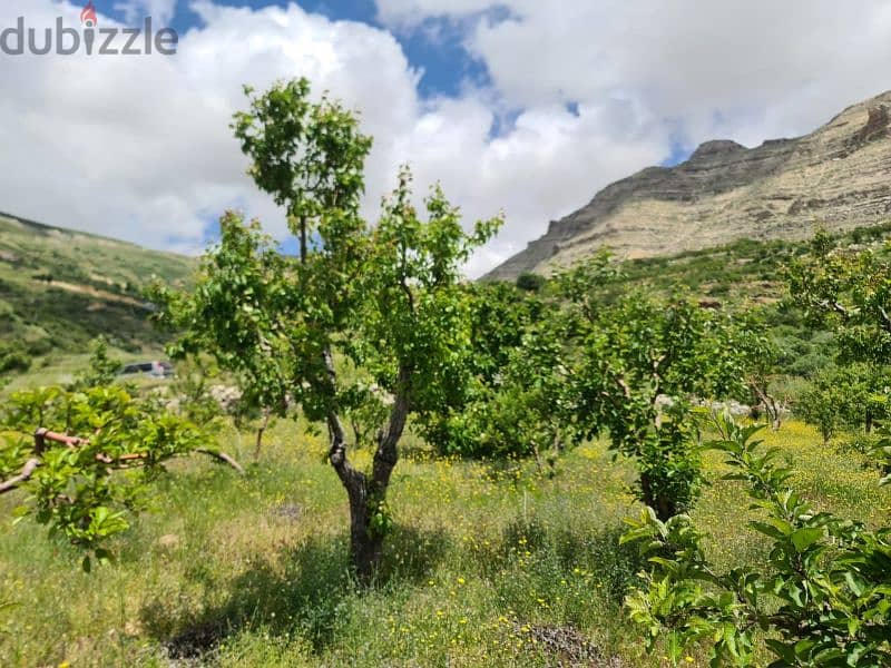 land for sale in tannourine أرض للبيع في تنورين ٢٥٠،٠٠٠$ 1