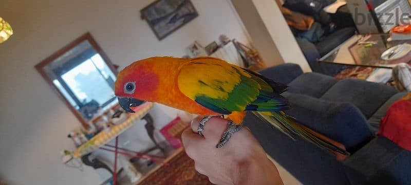 Friendly Sun Conure Parrot Tamed ببغاء صن كونيور اليف كتير 0