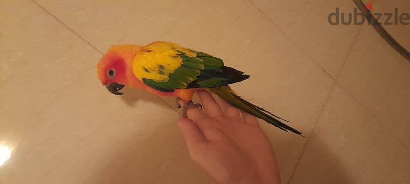 Friendly Sun Conure Parrot Tamed ببغاء صن كونيور اليف كتير 1