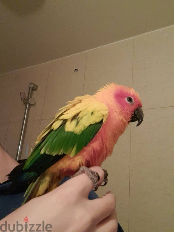 Friendly Sun Conure Parrot Tamed ببغاء صن كونيور اليف كتير 2