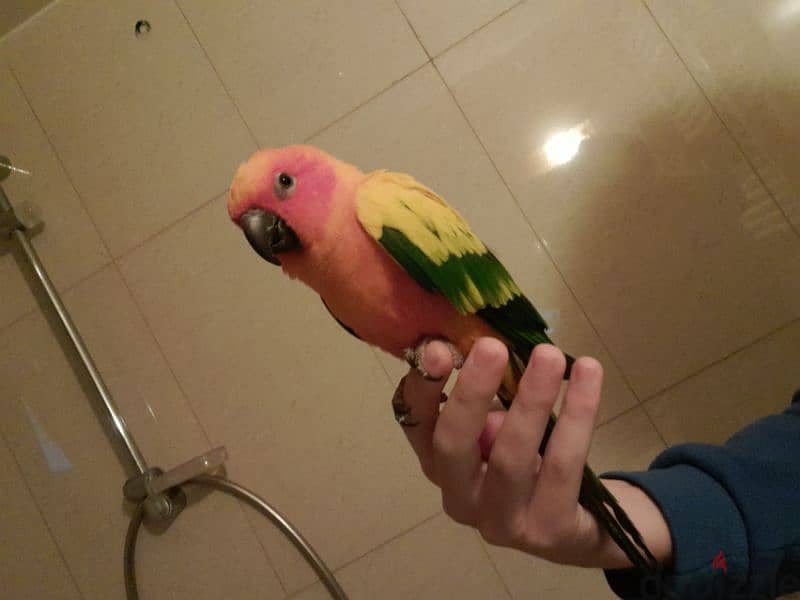 Friendly Sun Conure Parrot Tamed ببغاء صن كونيور اليف كتير 3