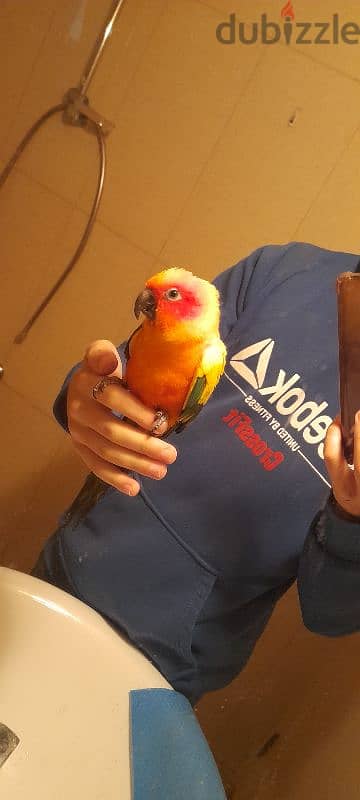 Friendly Sun Conure Parrot Tamed ببغاء صن كونيور اليف كتير 0