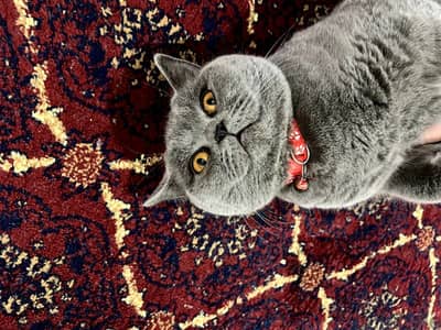 British Shorthair Kitten with Accessories