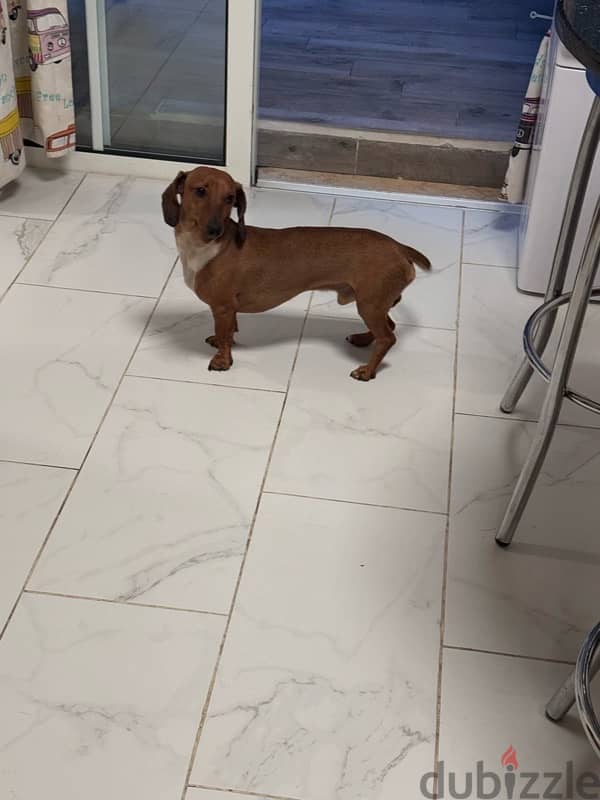 Dachshund 2