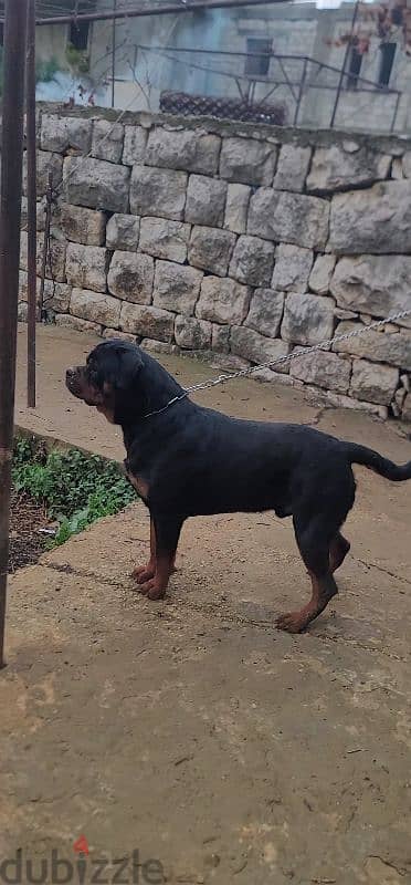 rottweiler Serbia blood champion 11