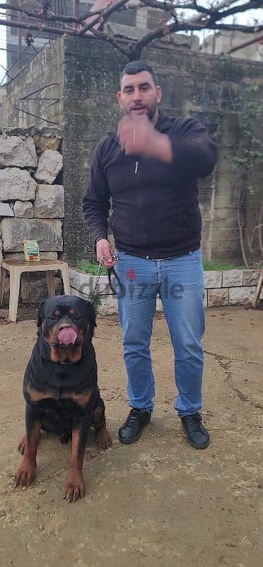 rottweiler Serbia blood champion 12