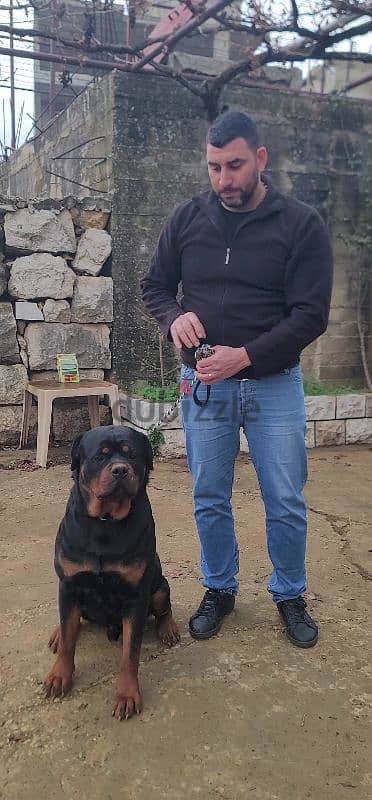 rottweiler Serbia blood champion 13