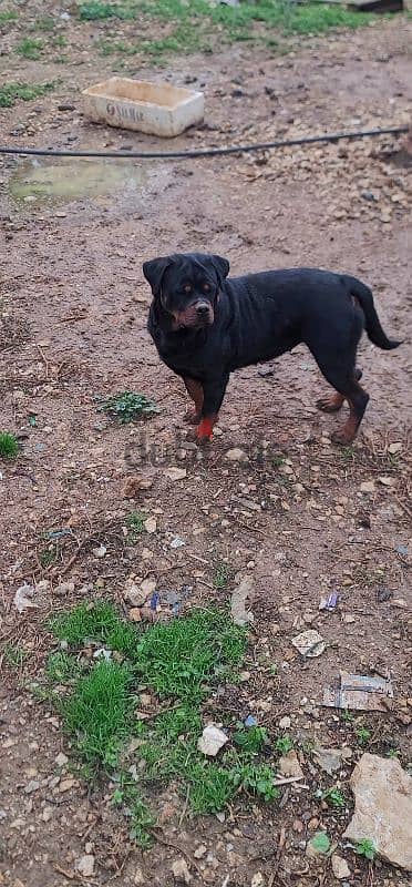 rottweiler Serbia blood champion 14