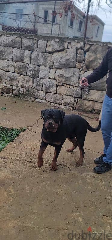 rottweiler blood champion 8