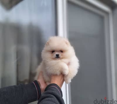 Pomeranian available we have All kind of dogs and cats  best price