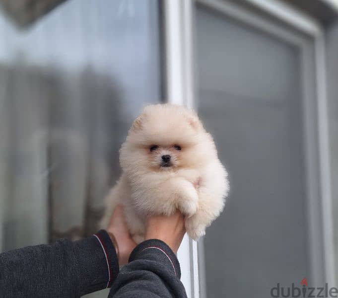 Pomeranian available we have All kind of dogs and cats  best price 0