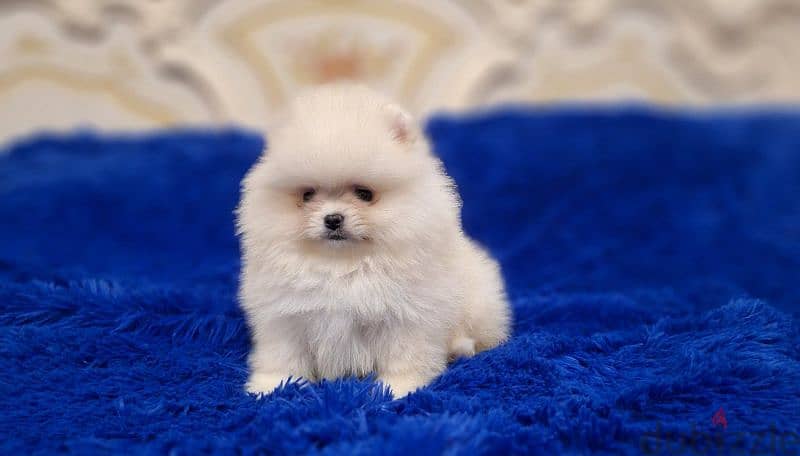 Pomeranian available we have All kind of dogs and cats  best price 2