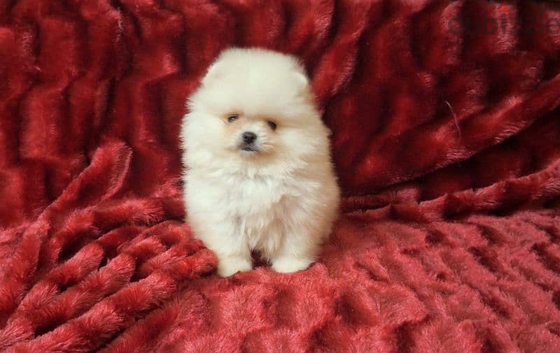 Pomeranian available we have All kind of dogs and cats  best price 3