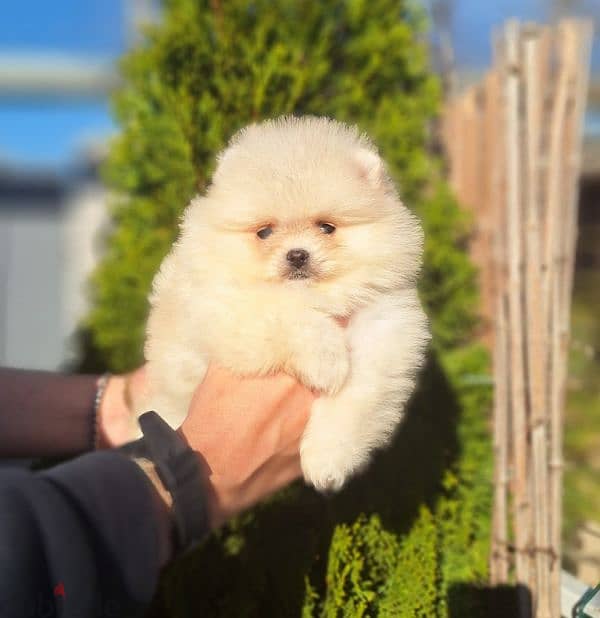 Pomeranian available we have All kind of dogs and cats  best price 4