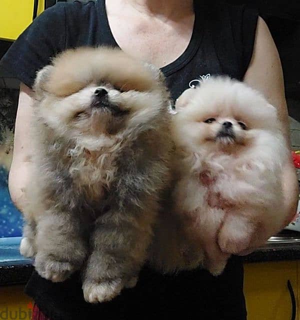 Pomeranian available we have All kind of dogs and cats  best price 5