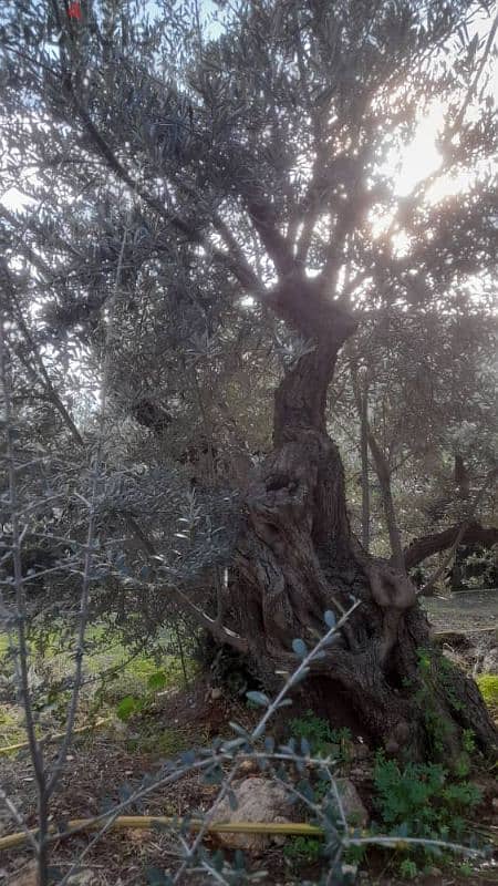 Aged olive trees 13