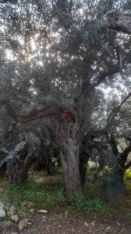 Aged olive trees 14