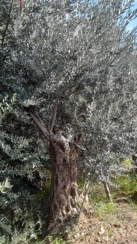 Aged olive trees 15