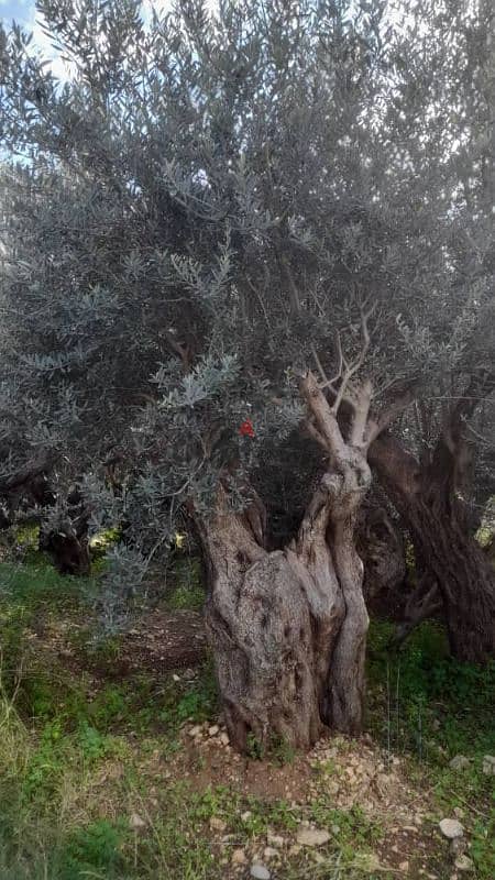 Aged olive trees 16