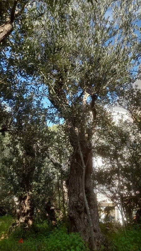 Aged olive trees 17