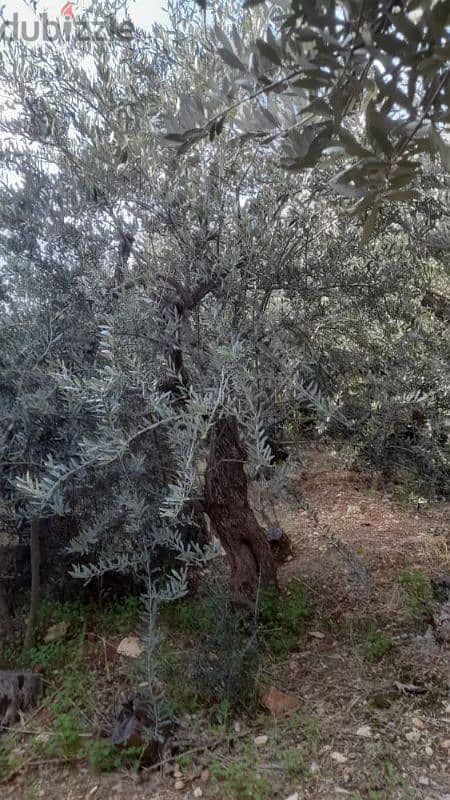 Aged olive trees 18