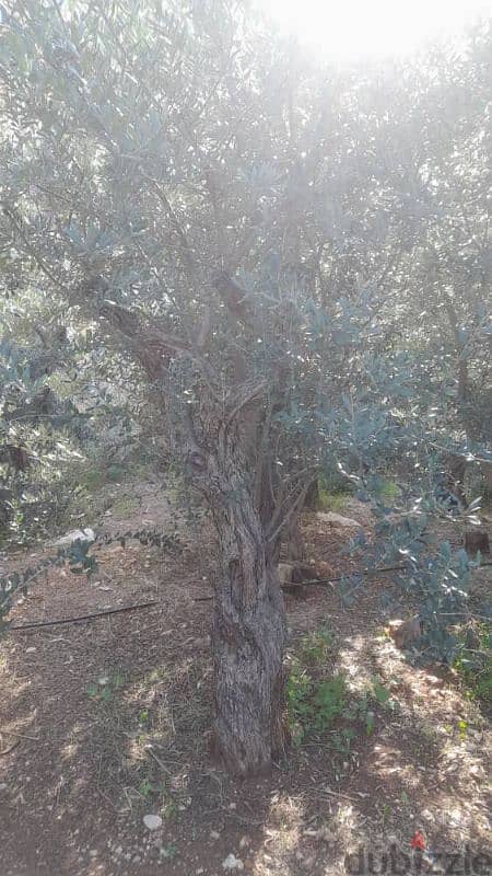 Aged olive trees 19