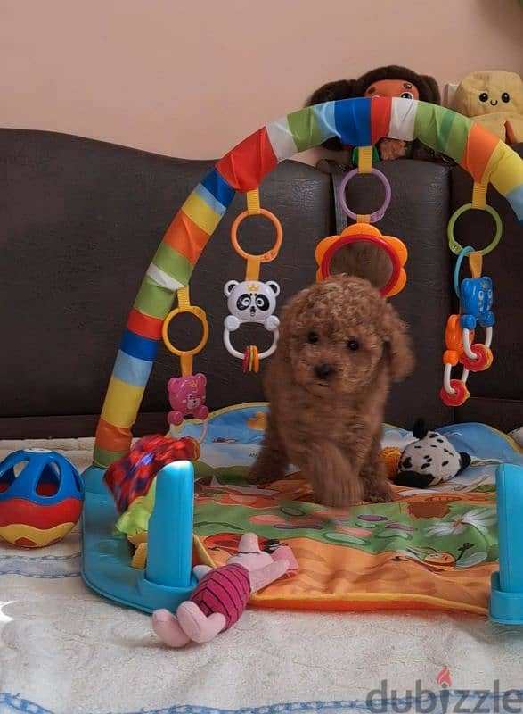 poodle best price 2