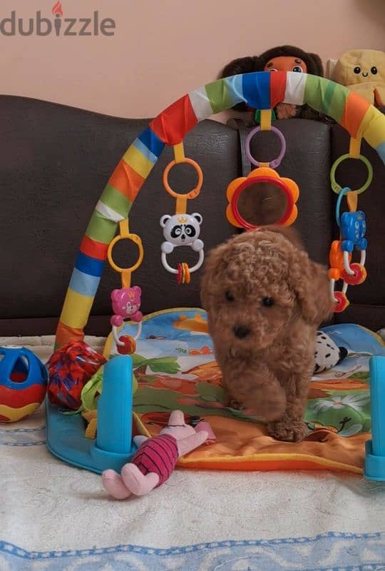 poodle best price 3