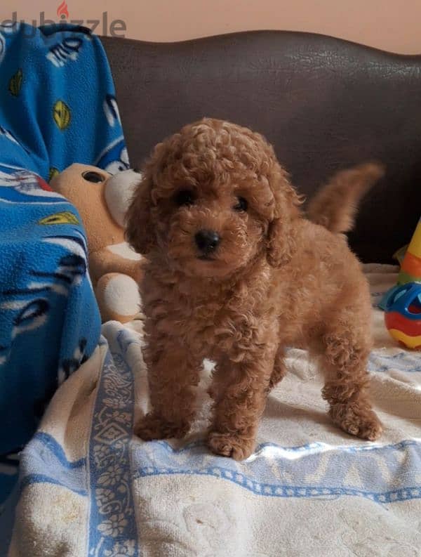 poodle best price 4