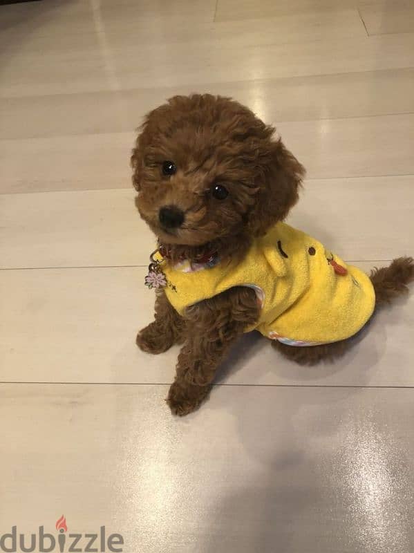 Toy Poodle Small Size Puppies Available/Imported/Dog/كلاب/Delivery 0