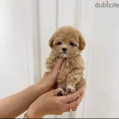 Adorable Maltipoo Puppies Small Size Dog Available in store!!