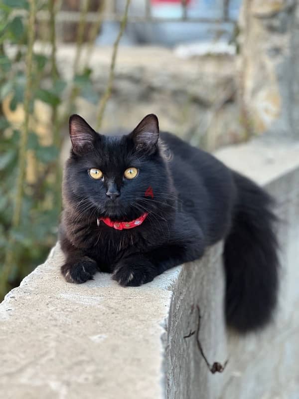 Adorable Black Persian/Shirazi Cat for Sale 0