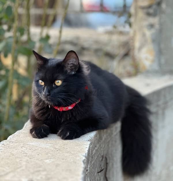 Adorable Black Persian/Shirazi Cat for Sale 1