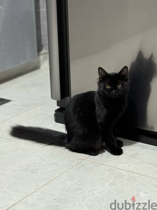 Adorable Black Persian/Shirazi Cat for Sale 2