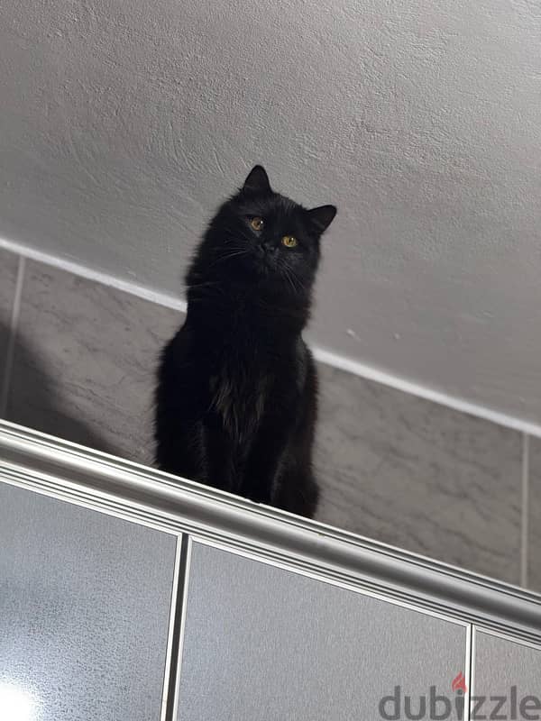 Adorable Black Persian/Shirazi Cat for Sale 3