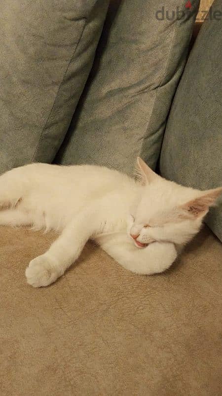 Turkish Angora cute kitten 2