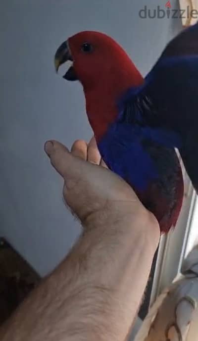 eclectus