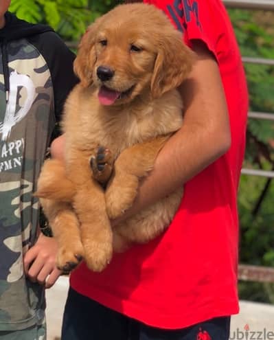 very unique golden retriever puppies available