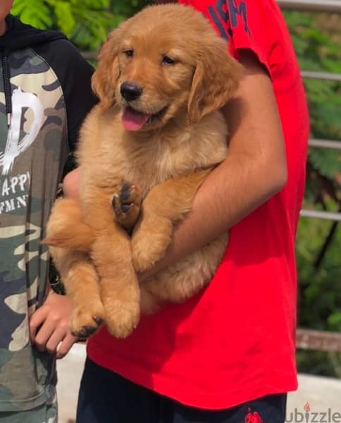 very unique golden retriever puppies available 0