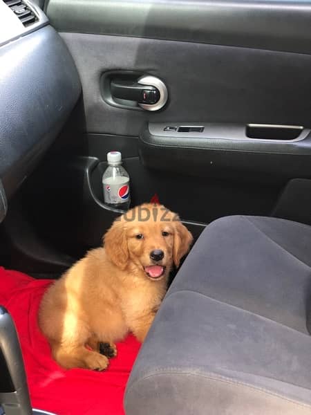 very unique golden retriever puppies available 2