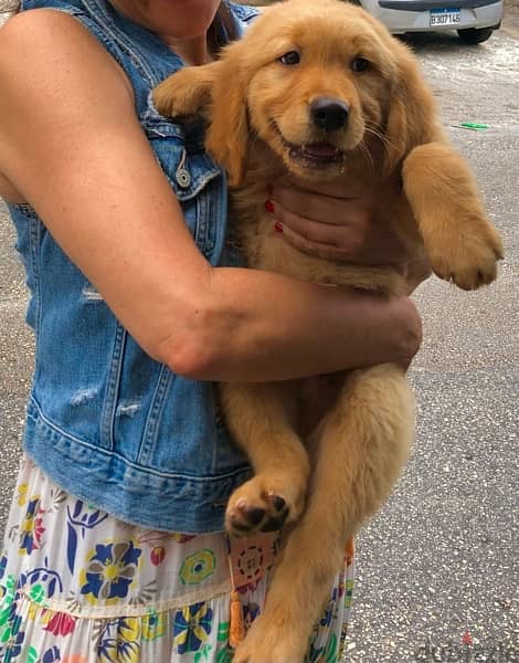 very unique golden retriever puppies available 3