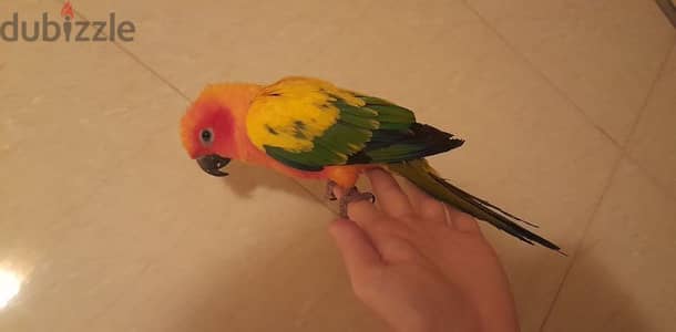 Friendly Sun Conure Parrot Tamed ببغاء صن كونيور اليف كتير