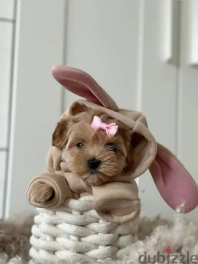 Cuteness Toy Maltipoo Puppies Available now in store/ dog كلاب