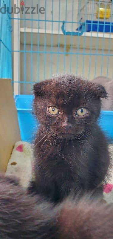 scottish fold kittens 0