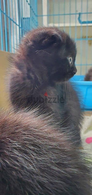 scottish fold kittens 1