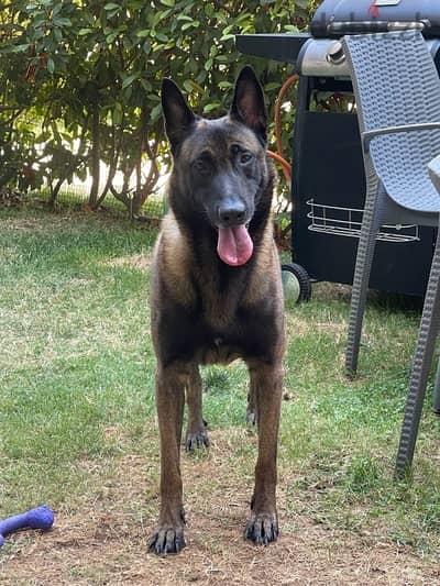 malinois for mating